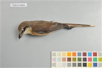 藏品(紅尾伯勞)的圖片